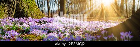 Beautiful crocuses growing through snow. First spring flowers Stock Photo