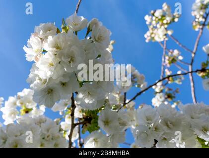 Spring blossom on a wild cherry tree (prunus avium) Stock Photo