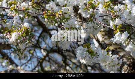 Spring blossom on a wild cherry tree (prunus avium) Stock Photo