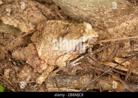 sapo camuflado, camuflagem, mimetismo, Anura, Camouflaged toad, Camouflage, Mimicry, Anura, Aquidauana, Mato Grosso do Sul, Brazil Stock Photo