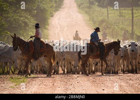 Comitiva de peão de boiadeiro em Mato Grosso do Sul, Stock image