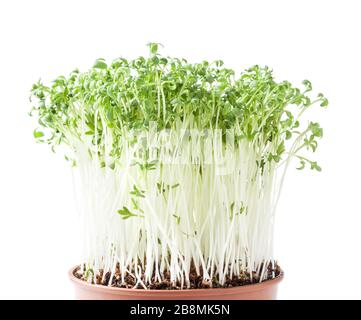 Growing micro greens garden cress sprouts isolated on white background with clipping path Stock Photo