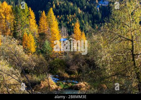 Italy, Trentino, Val di Fiemme - 10 november 2019 - The autumn foliage in val di Fiemme Stock Photo