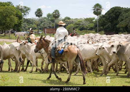 Comitiva de gado, peão de boiadeiro, boi, Bos taurus, Cortege of Cattle,  Peasant of Cowboy, Ox, Miranda, Mato Grosso do Sul, Brazil Stock Photo -  Alamy