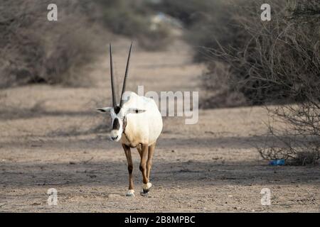 Arabian Oryx in Al Reem Nature resreve in Qatar Stock Photo