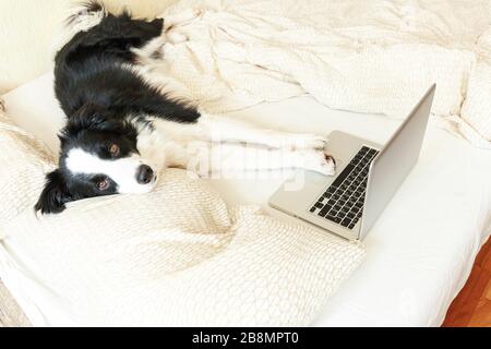 Mobile Office at home. Funny portrait cute puppy dog border collie on bed working surfing browsing internet using laptop pc computer at home indoor. Pet life freelance business quarantine concept Stock Photo