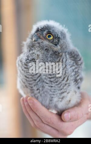 Macro of a fledgling Eastern screech-owl / Megascops held by his handler Stock Photo