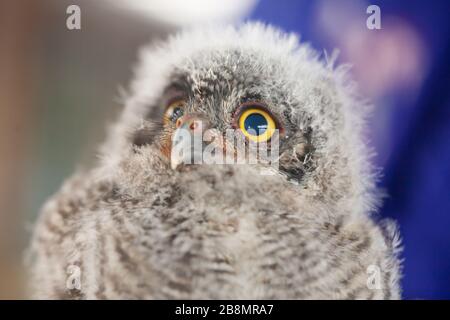 Close-up of a fledgling Eastern screech-owl / Megascops held by his handler Stock Photo