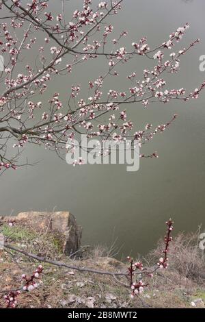 Spring landscape with a flowering apricot tree on a cliff over the lake background Stock Photo