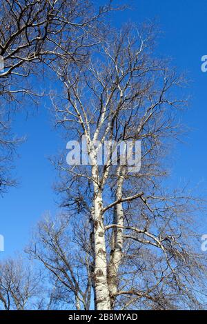 Poplar tree on a winter day. Stock Photo