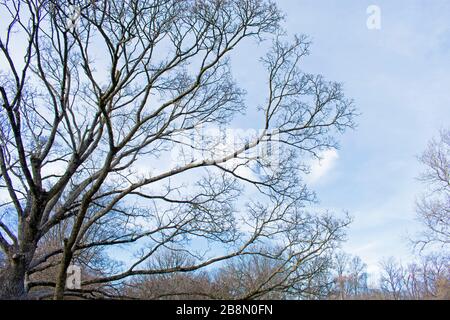 Barren tree branches give the impression of a cold winter day with a sunny, blue sky background Stock Photo