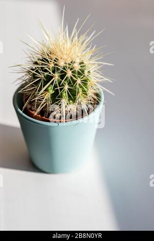 small decorative cactus. Succulent in Pot under sunlight.House plant in a ceramic pot. gardening. sunny weather. Home decor, interior.copy space Stock Photo