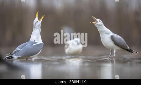 Two Yellow-legged gulls (Larus michahellis) in courtship display in shallow water at Lake Csaj, Kiskunsagi National Park, Pusztaszer, Hungary. Februar Stock Photo