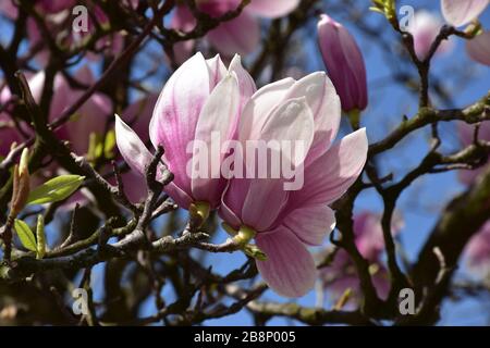 Two pink flowers on the magnolia tree. Thin branches and lots of flowers Stock Photo