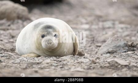 Grey seal pup (Halichoerus grypus), Ravenscar, United Kingdom Stock Photo