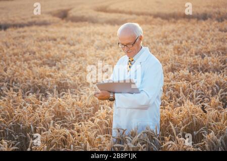 Man doing research on genetically modified grain in wheat field Stock Photo
