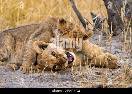 lion cubs playing Stock Photo