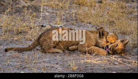 lion cubs playing Stock Photo