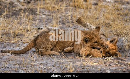 lion cubs playing Stock Photo