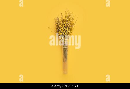 A beautiful spring bouquet of fresh Mimosa in a transparent glass vase shaped like a medical or chemical test tube on a clear yellow background. Monoc Stock Photo
