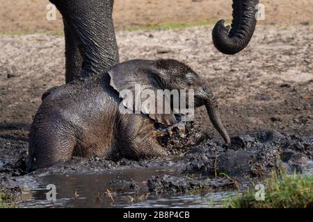 elephant calf mud bath