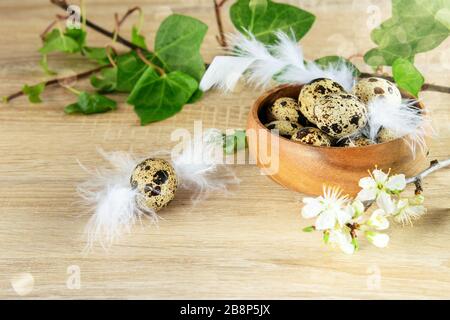 Quail spotted eggs in the wood bowl on the table, decorated with green, white feathers and blooming branch of fruit tree. Happy easter preparation. Stock Photo