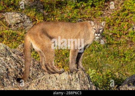 Western cougar on a rock at Triple D in Montana Stock Photo