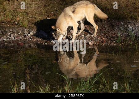 TImber wolf drinking from a water hold at Triple D in Montana Stock Photo