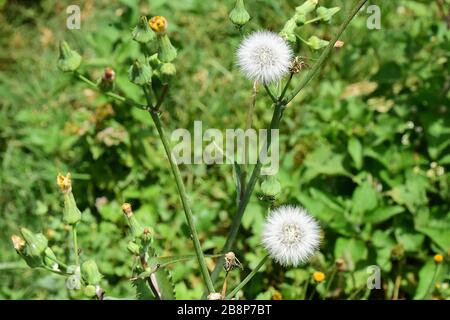 Two little wild flowers that look like dandelion in Rwanda, Africa Stock Photo