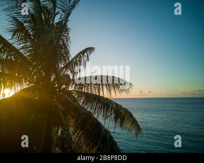 Coconut palm on curacao with sunset and sea paradise Stock Photo