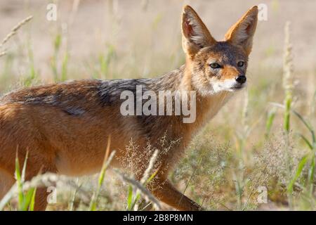 Black-backed jackal (Canis mesomelas), adult, walking in the high grass, Kgalagadi Transfrontier Park, Northern Cape, South Africa, Africa Stock Photo
