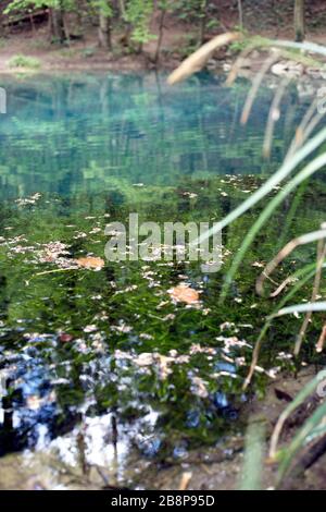 Reflections of the trees in blue lake in national park of Romania and dried fallen leaves in the lake.Vertical. Ochiul bei blue lake. Stock Photo
