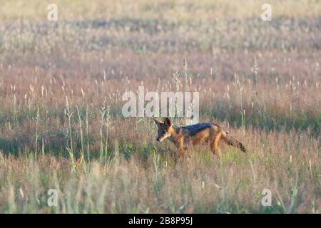Black-backed jackal (Canis mesomelas), young, walking in the high grass, Kgalagadi Transfrontier Park, Northern Cape, South Africa, Africa Stock Photo