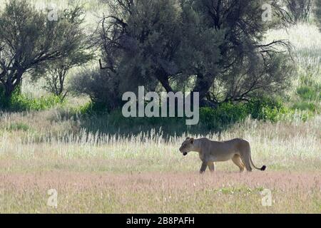 Lioness (Panthera leo), adult female, walking in the grass, Kgalagadi Transfrontier Park, Northern Cape, South Africa, Africa Stock Photo