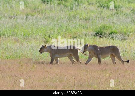 Lionesses (Panthera leo), two adult females, walking in the grass, Kgalagadi Transfrontier Park, Northern Cape, South Africa, Africa Stock Photo