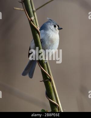 A handsome tufted titmouse (Baeolophus bicolor) perches on a green stem on a bright day Stock Photo