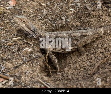 Female Australian bearded dragon lizard, Pogona barbata, digging a hole in which to lay its eggs in an urban garden Stock Photo