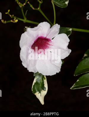 Beautiful pink and white flower of Australian native climber Pandorea jasminoides with variegated foliage, on dark background Stock Photo