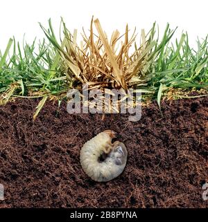 Lawn grub damage as chinch larva damaging grass roots causing a brown patch disease in the turf as a composite image isolated. Stock Photo