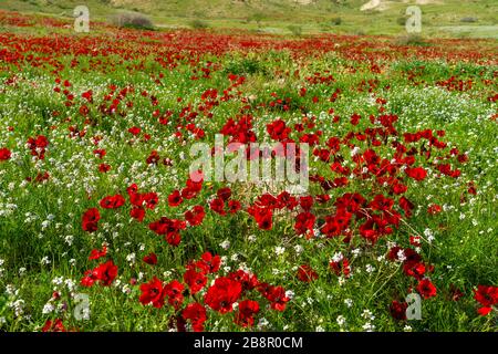 A field of red Crown Anemone wildflowers in the Jordan Valley, Israel, Middle East. Stock Photo