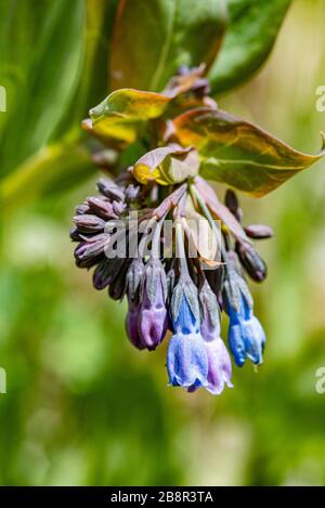 Mertensia ciliata, aka mountain bluebells or streamside bluebells grow in abundance in the valleys of Sequoia National Park. Stock Photo