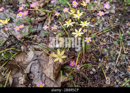 Golden Brodiaea, aka  Pretty Face grows low to the ground in Sequoia National Park. Stock Photo