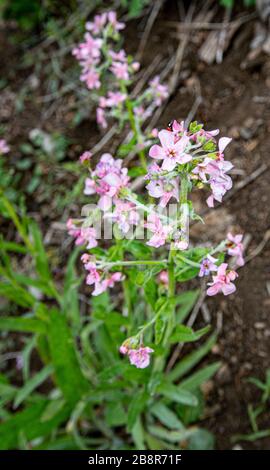 Hackelia mundula, aka pink stickseed, grows in high elevations of the Sierra Nevada mountains, photographed in Sequoia National Park. Stock Photo