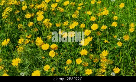 Crown daisy and yellow mustard flowers in the Be'eri Forest, Negev ...