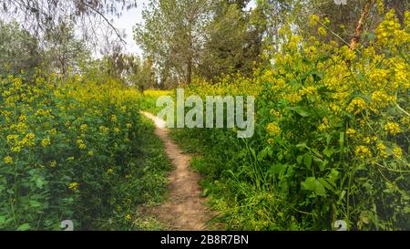 Crown daisy and yellow mustard flowers in the Be'eri Forest, Negev ...