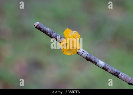 Witches' butter growing on a fallen branch. Raleigh, North Carolina. Stock Photo