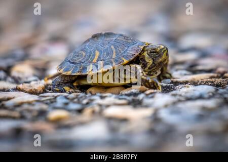 Close up of a wild baby yellow-bellied slider at Yates Mill Park in Raleigh, North carolina. Stock Photo