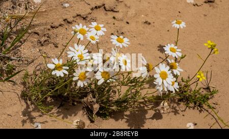 Wildflowers blooming in the southern Negev Desert, Israel, Middle East. Stock Photo