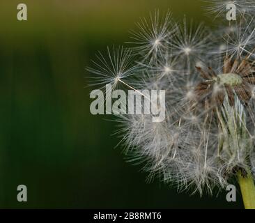 dandelion seeds against a green background Stock Photo