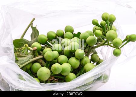 Bag of fresh Turkey berry,Pea Eggplants or turkey berry isolated on white background. Stock Photo